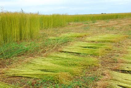  Flax Uygulamalarında Kullanımı ve Üretim Süreci: Doğal Bir Mucize mi?